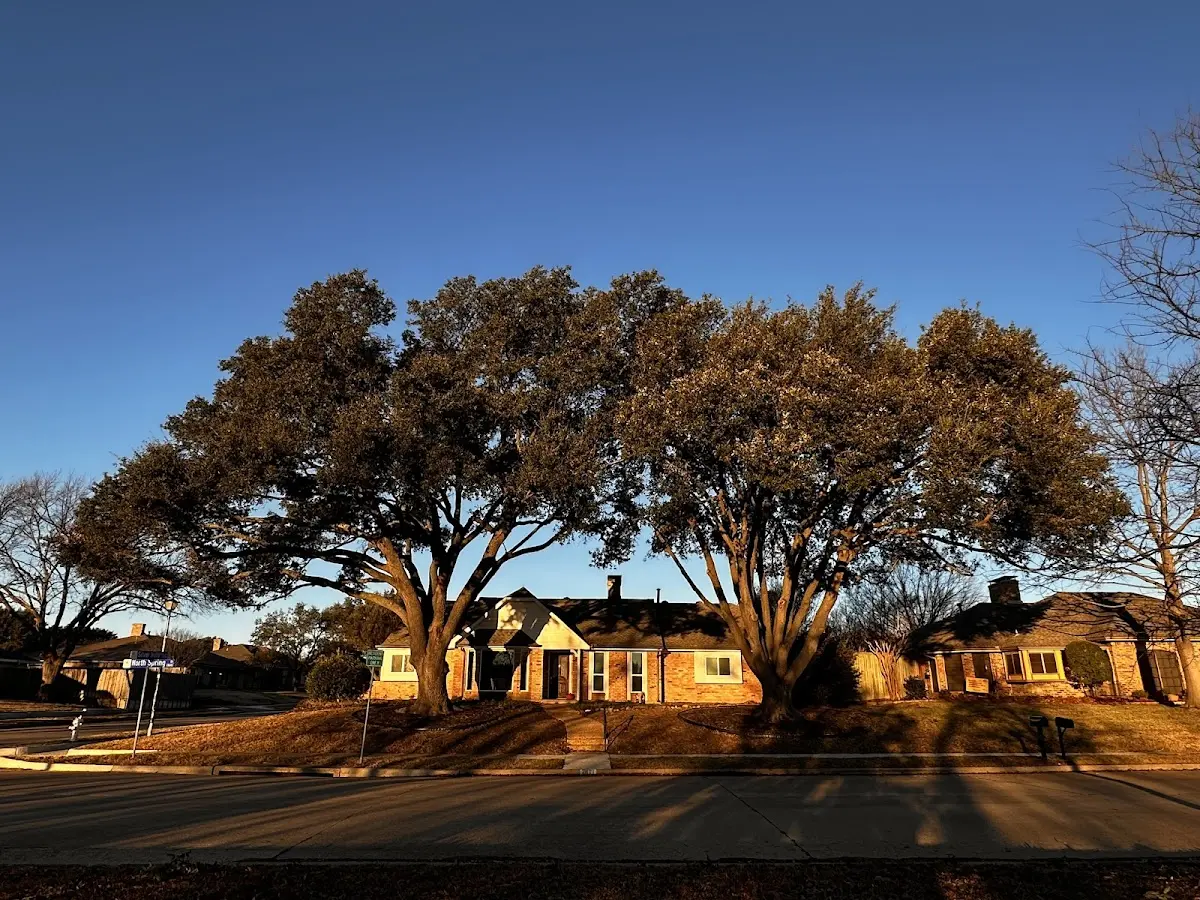 Established residential canopy tree shading a home in Sheridan